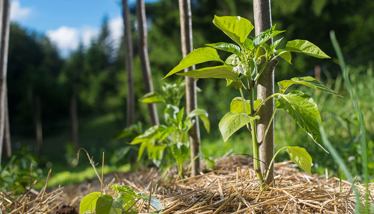 Leaves Should Be Shredded Before Used as Mulch